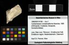 Foto (Objekt + Etiketten) von Cycloprosopon complanatiforme (Moericke, 1889) 